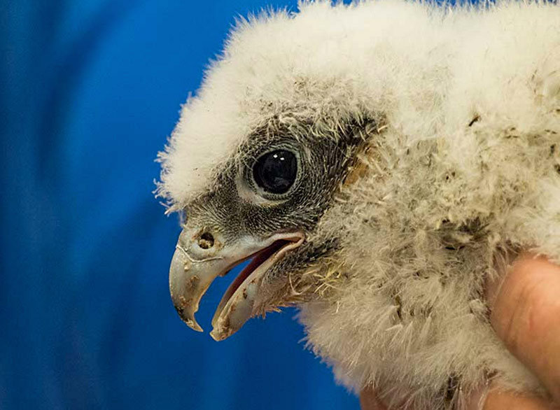 The Big Picture: Resident raptors – WashU Medicine
