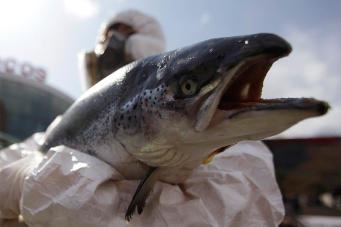 Salmon-infrared-vision