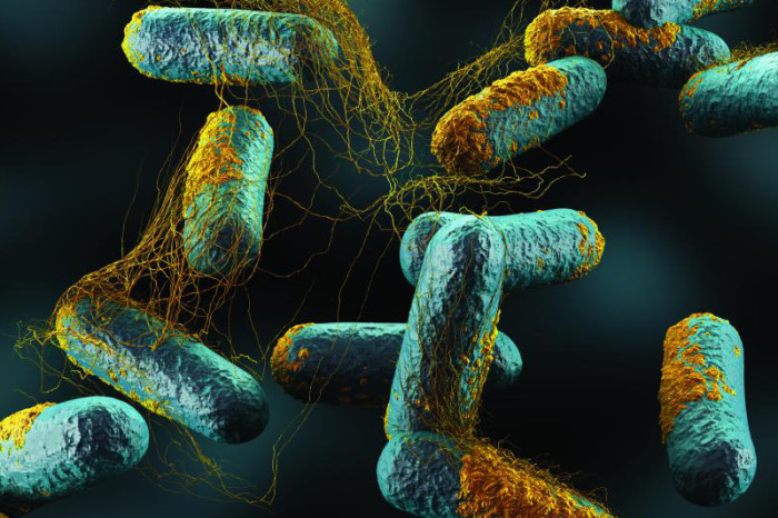 bacteria-weight-loss