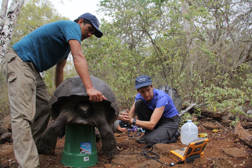 Sharon L. Deem, DVM, PhD, (right) director of the Institute for Conservation Medicine at the Saint Louis Zoo, assesses a giant Galápagos tortoise. The zoo, Washington University and the State University of New York are working together to assist Galápagos National Park in conserving the giant tortoises.