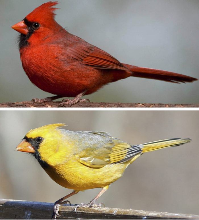 Scientists have identified the gene that allows birds, such as the cardinal, to make red feathers. Rare yellow cardinals with defects in the production of red coloration are sometimes seen in the wild. 