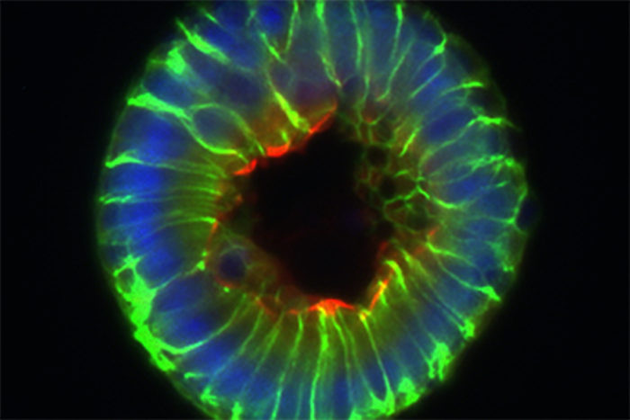 Intestinal cells such as these were used to study the effect of a normal gut metabolite on intestinal regeneration. Green marks the borders between cells, blue marks their nuclei, and red shows the side of the cell that forms the inner lining of the intestine.