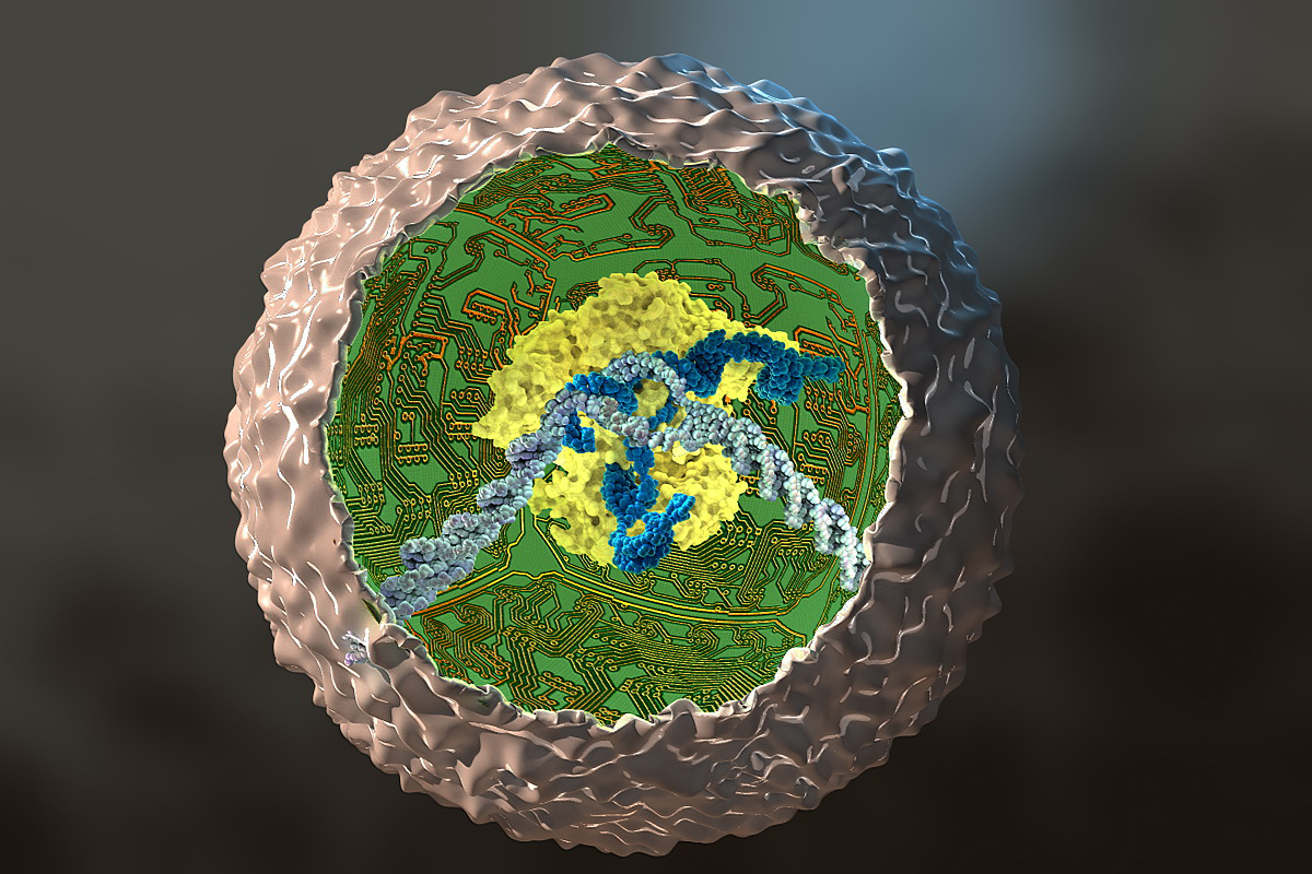 Stem cells edited to fight arthritis – WashU Medicine