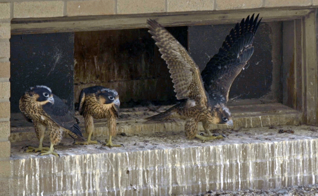 Peregrine falcons nest on Medical Campus – WashU Medicine