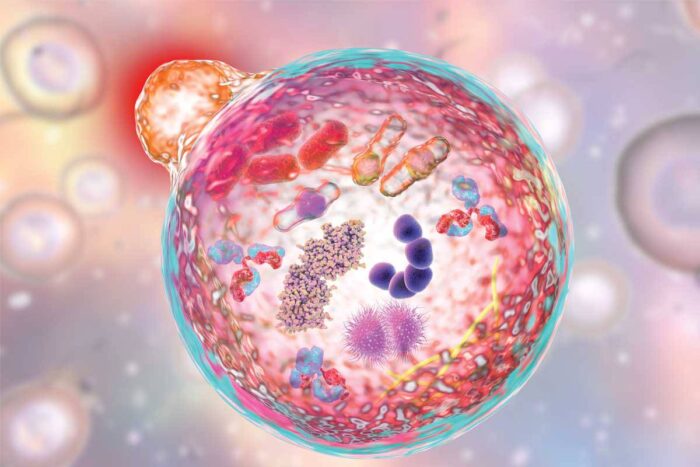 Illustration of a human cell