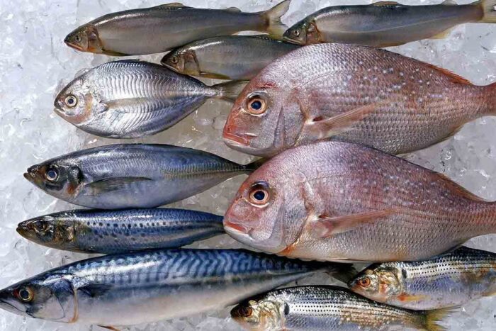 Photo of beautiful dead fish on ice