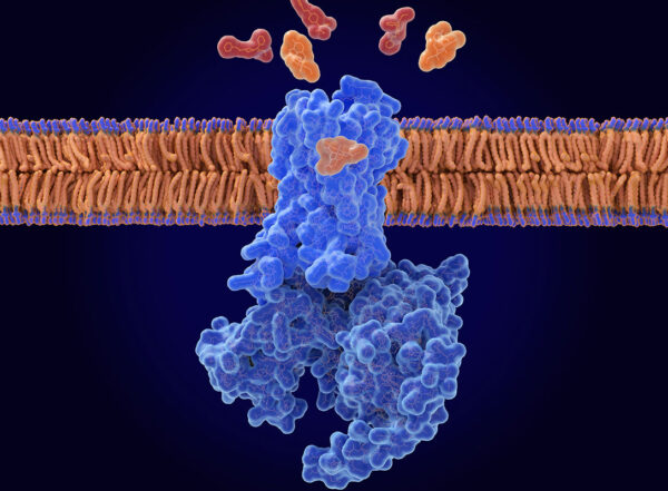 Illustration of the opioid antagonist naloxone (orange) displacing fentanyl (red) from the mu-opioid receptor