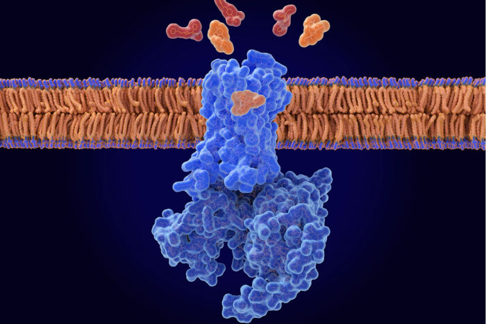 Illustration of the opioid antagonist naloxone (orange) displacing fentanyl (red) from the mu-opioid receptor