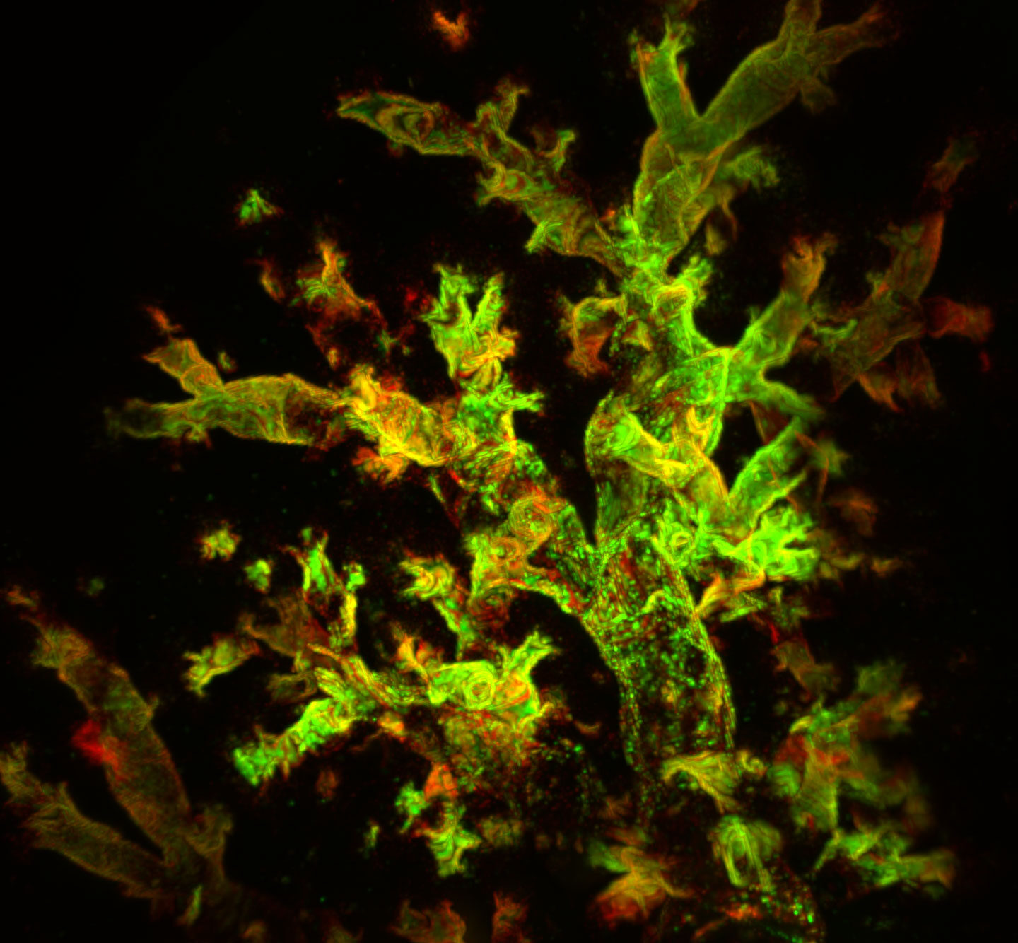 A fluorescent green and red image of the airways of a mouse lung.