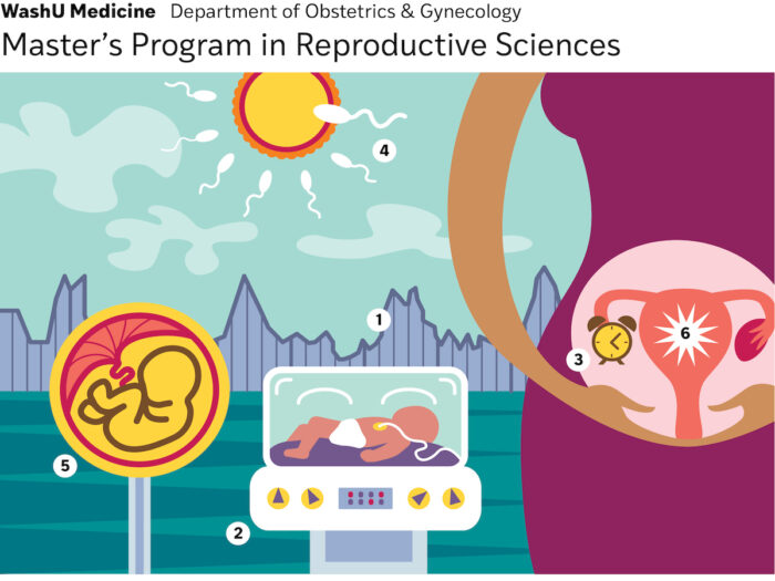 Illustrations that represent different areas of reproductive sciences research