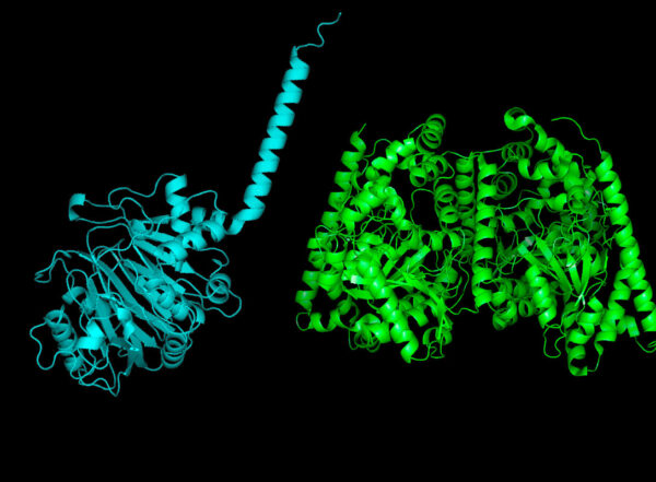 structures of the bacterial version of the enzyme FAAH (left) and the human version (right)