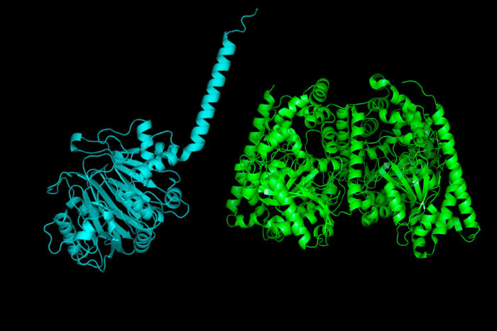 structures of the bacterial version of the enzyme FAAH (left) and the human version (right)