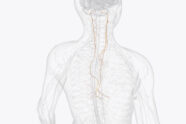 Medical drawing of a human body showing the vagus nerves.