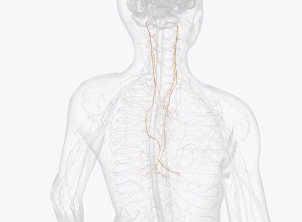 Medical drawing of a human body showing the vagus nerves.