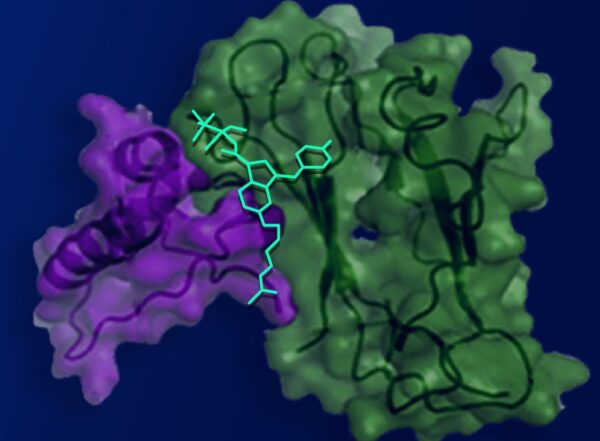 new compound (cyan) binds a hidden pocket in a receptor (purple and green)