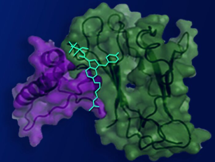 new compound (cyan) binds a hidden pocket in a receptor (purple and green)