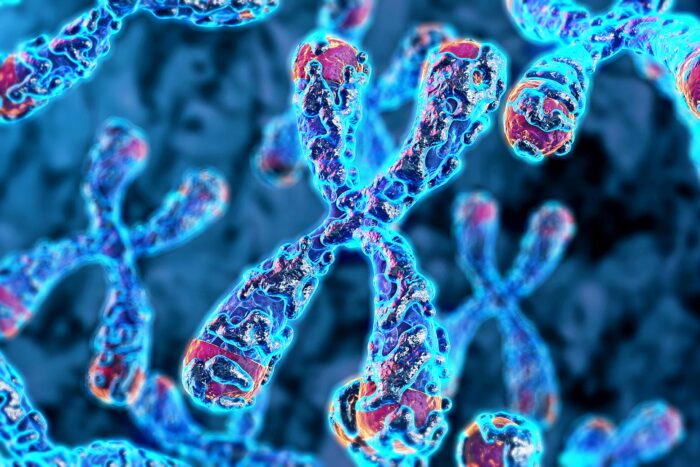 Magnified view of chromosones