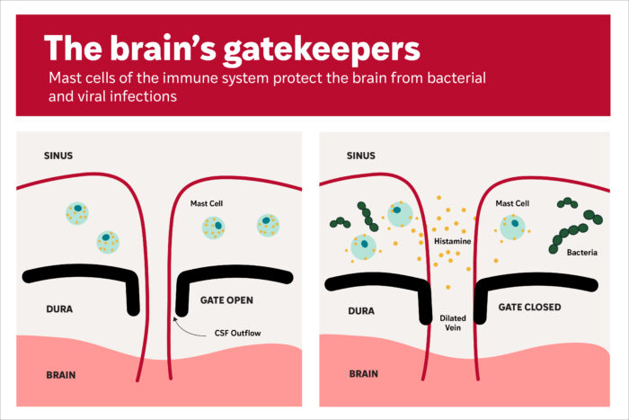 Schematic shows mast cells release histamine in the presence of bacteria in the surrounding tissues of the brain
