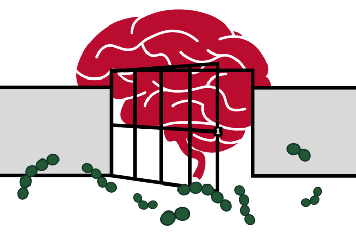 Schematic of a gate between the brain and bacteria.