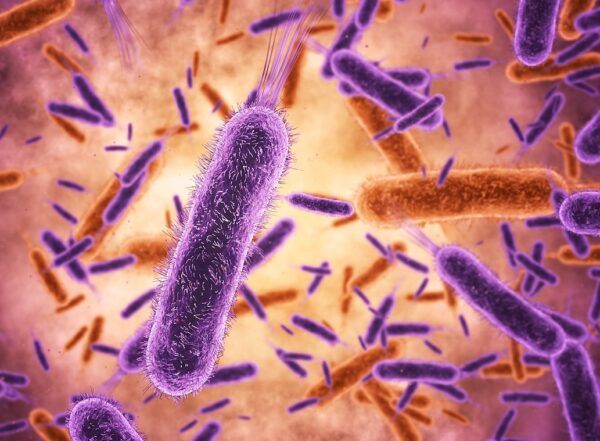 stock image of bacteria in the gut