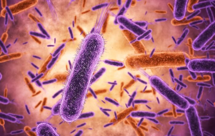 stock image of bacteria in the gut