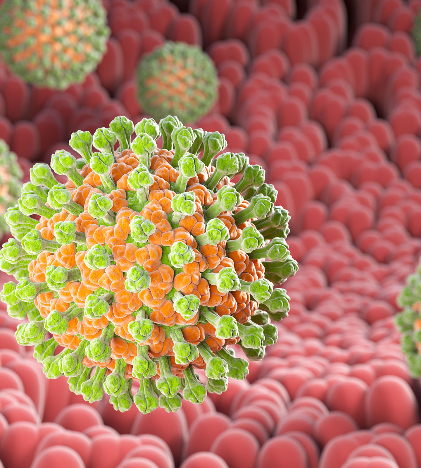 A 3D illustration of rotavirus bacteria in the digestive system.