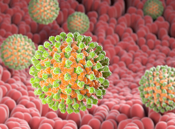 A 3D illustration of rotavirus bacteria in the digestive system.