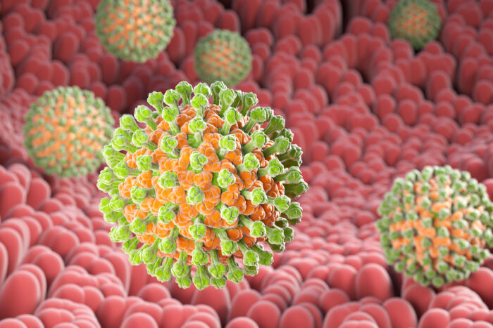 A 3D illustration of rotavirus bacteria in the digestive system.