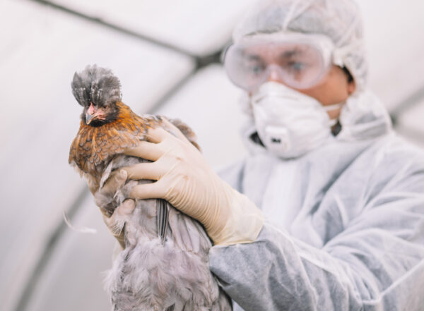 Veterinarian in personal protective gear holding a large chicken