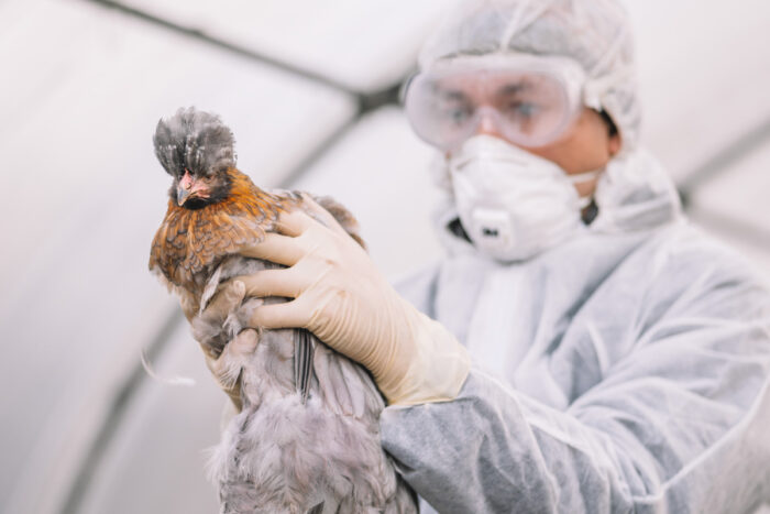 Veterinarian in personal protective gear holding a large chicken
