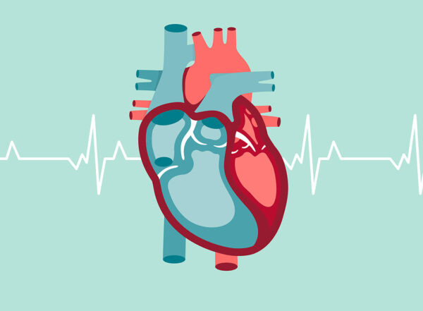 Illustration of a heart.