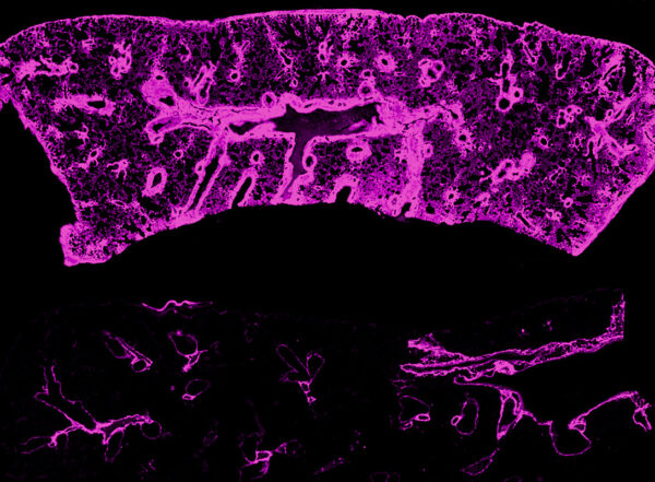 Scientific image of mouse lungs