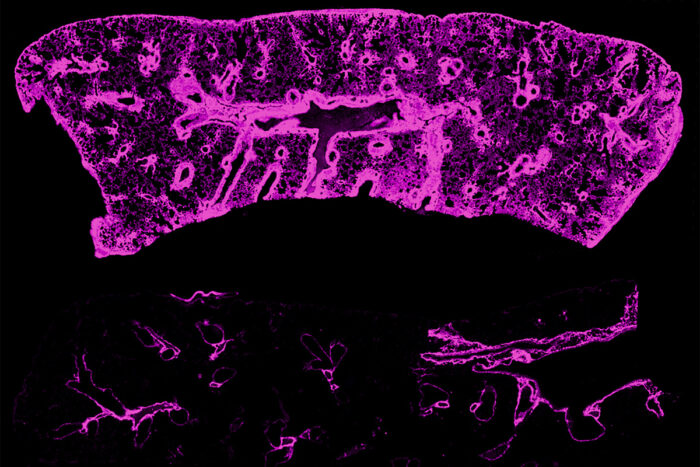 Scientific image of mouse lungs