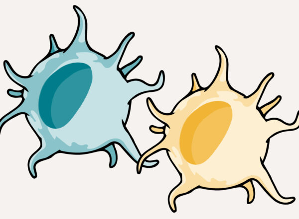 cartoon of two dendritic cells