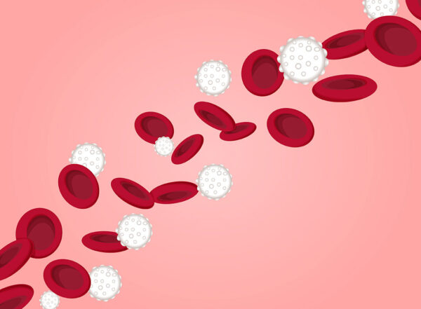 Artist's rendering of blood cells.
