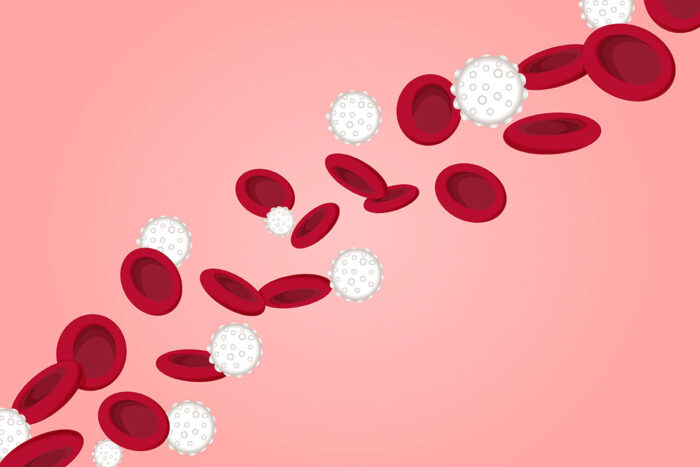 Artist's rendering of blood cells.