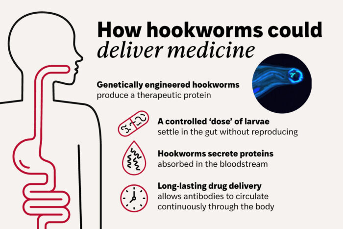Infographic describing how hookworms could deliver medicine. The graphic outlines four steps: genetically engineered hookworms produce a therapeutic protein, a controlled 'dose' of larvae settle in the gut without reproducing, hookworms secrete proteins absorbed that are in the bloodstream, and long-lasting drug delivery allows antibodies to circulate continuously through the body.