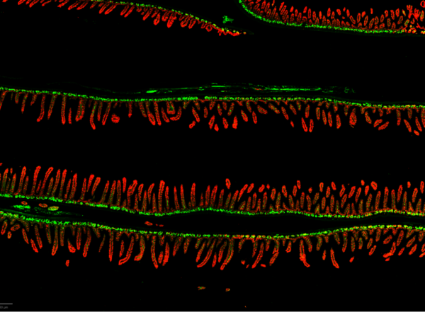 microscope image of mouse small intestine