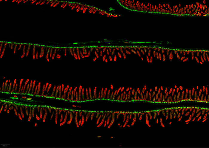 microscope image of mouse small intestine