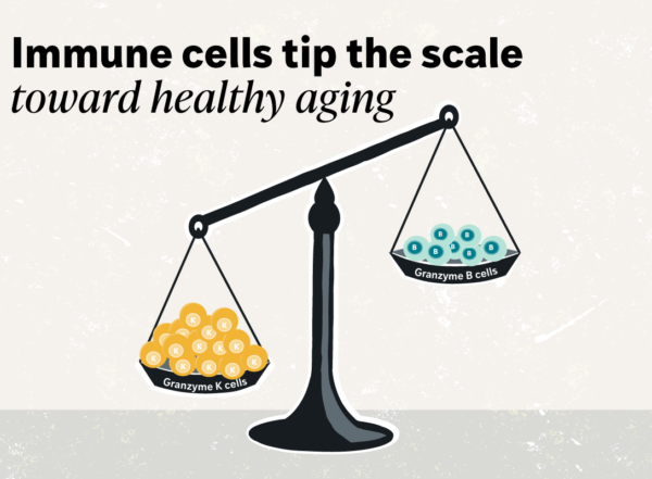 scale showing two different immune cells on each plate