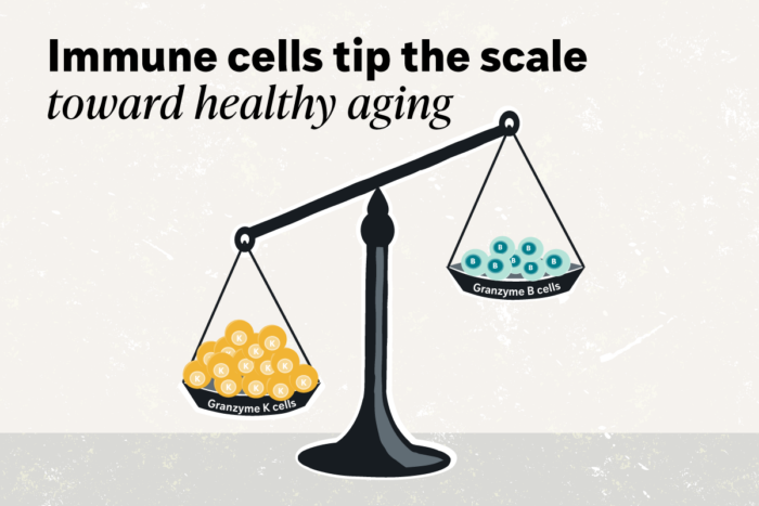 scale showing two different immune cells on each plate